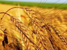 Депутат Крыма предложил создать зерновой аналог ОПЕК