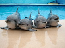 Дельфинарий, В этом году в Алуште откроют два дельфинария