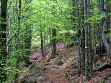 Лес, В Крыму создадут реестр лесных участков