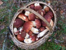 Отравление, Две жительницы Бахчисарая отравились грибами