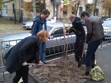 Деревья, В центре Симферополя высадили саженцы платана