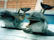 Дельфинарий, Дельфинарий в Алуште лишился животных