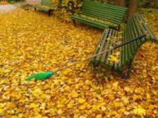 сжигание листвы, Крымчан призвали не сжигать опавшие листья 