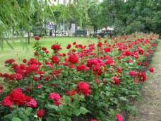 Благоустройство, На набережной в Феодосии высадят розы 