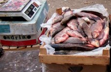 стихийная торговля, У стихийных торговцев в Крыму изъяли 42 кг рыбы