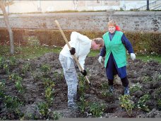 Благоустройство, На набережной Феодосии посадят 2543 кустов роз