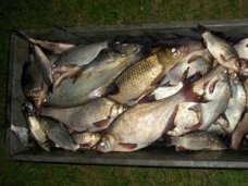 Браконьерство, В Красноперекопске браконьер наловил рыбы на 7 тыс. грн.
