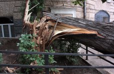 Происшествие, В Джанкое упавшее дерево повредило газопровод и линии электропередач