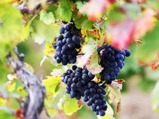 В Крыму до 2017 года на развитие садоводства и виноградарства предусмотрят 12 млрд. рублей