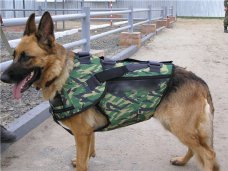 В колониях Крыма появились новые служебные собаки